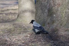 Corvus cornix