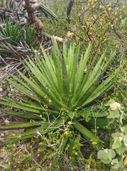 Agave datylio