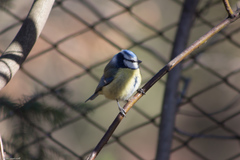 Cyanistes caeruleus