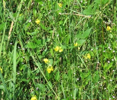 Baptisia sphaerocarpa