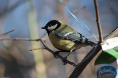 Parus major