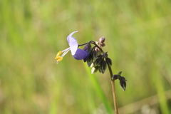 Polemonium chinense