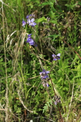 Polemonium chinense
