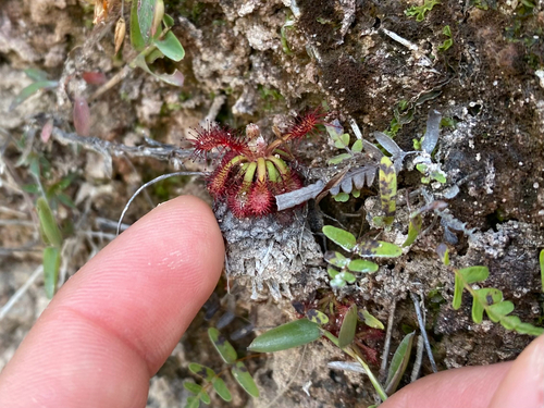 Drosera roraimae