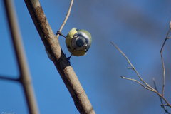 Cyanistes caeruleus