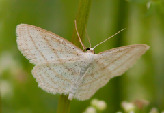 Scopula quadrilineata