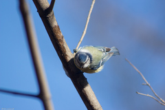 Cyanistes caeruleus