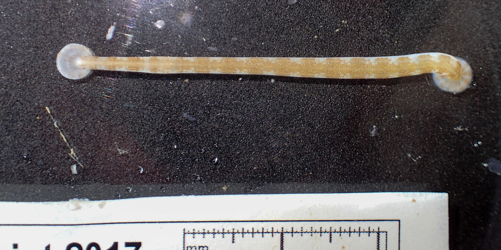 Notostomum laeve