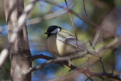 Parus major