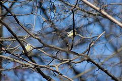 Cyanistes caeruleus