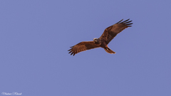 Circus aeruginosus