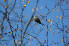 Cyanistes caeruleus