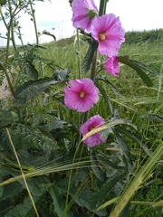 Alcea setosa