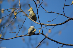 Cyanistes caeruleus
