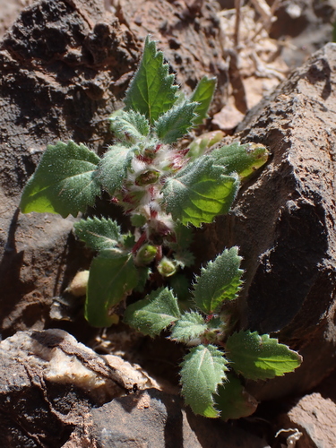Desert Nettle