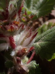 Forsskaolea tenacissima, photograph (c) Nolan Exe, some rights reserved (CC BY)