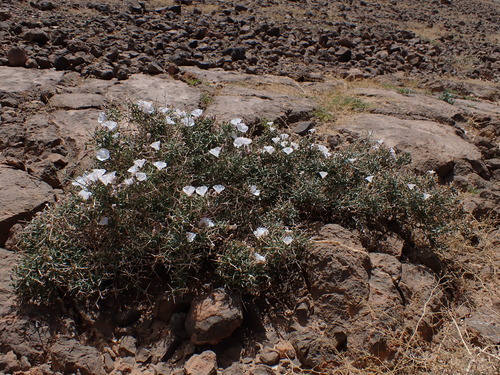 Convolvulus trabutianus