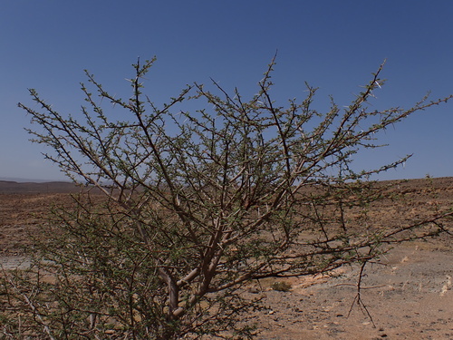umbrella thorn