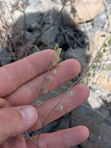 Hackelia diffusa observed 2026-05-27