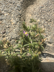 Spergularia macrotheca, photograph (c) Melanie J. Davis, some rights reserved (CC BY)