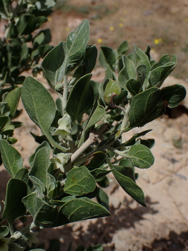 Withania adpressa