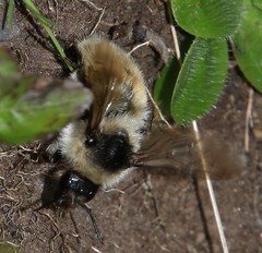 Bombus mesomelas