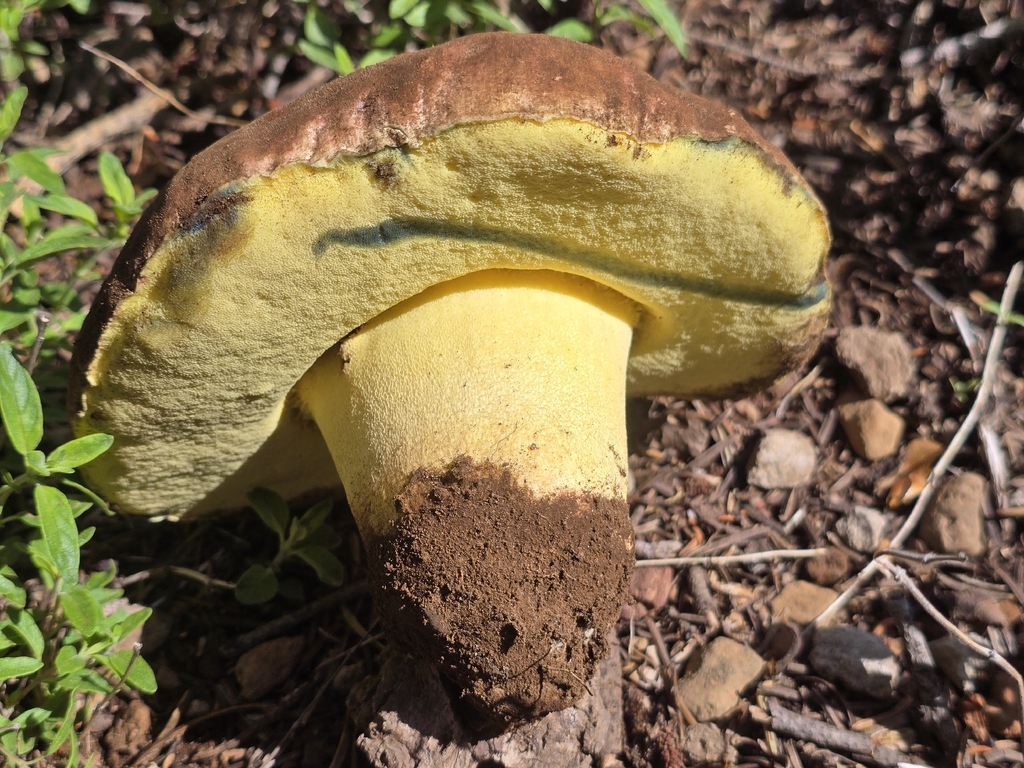 Spring Butter Bolete · May 2026 · photo: Photo: (c) Alan Rockefeller, some rights reserved (CC BY) · iNaturalist