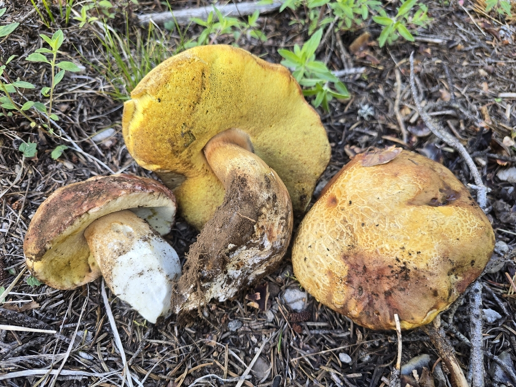 Spring King Bolete · May 2026 · photo: Photo: (c) Alan Rockefeller, some rights reserved (CC BY) · iNaturalist