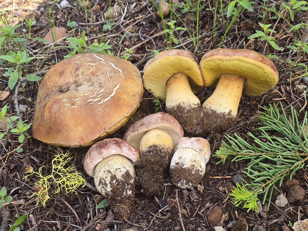 Spring King Bolete · May 2026 · photo: Photo: (c) Alan Rockefeller, some rights reserved (CC BY) · iNaturalist