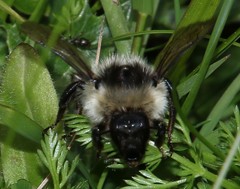 Bombus mesomelas