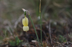 Narcissus triandrus pallidulus