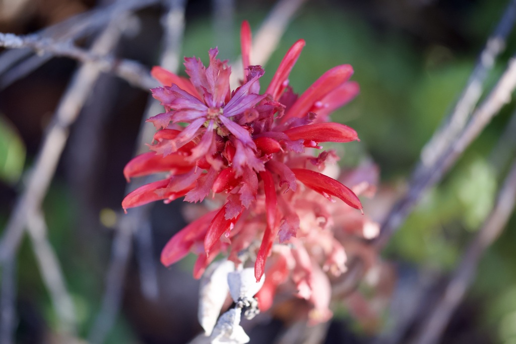 Pedicularis densiflora; photograph (c) lazarus, some rights reserved (CC BY)