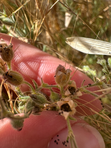 Spergularia macrotheca, photograph 5