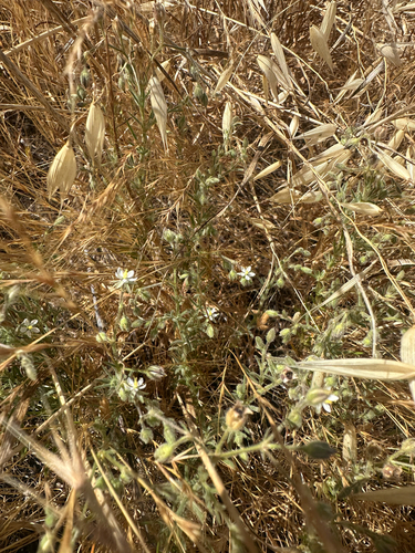 Spergularia macrotheca, photograph 3