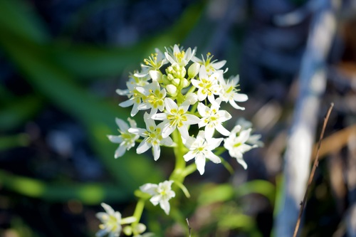 Toxicoscordion fremontii, photograph 3
