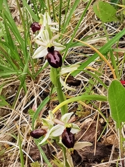 Ophrys exaltata arachnitiformis