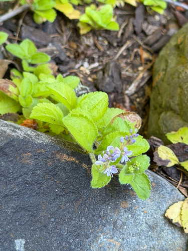 Heath Speedwell