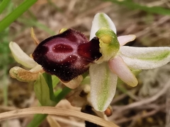 Ophrys exaltata arachnitiformis