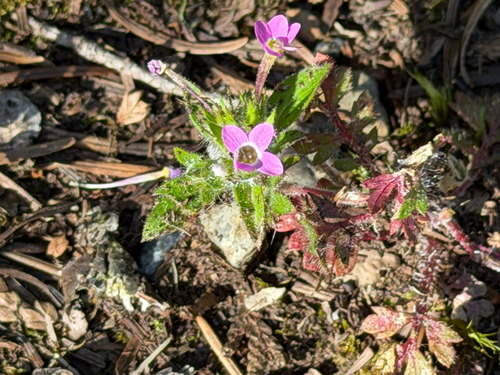 variableleaf collomia