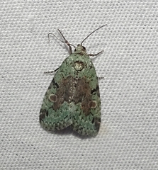 Maliattha concinnimacula