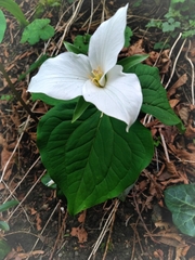 Trillium ovatum