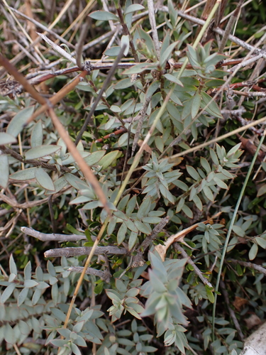 Veronica pimeleoides observed 2026-04-29