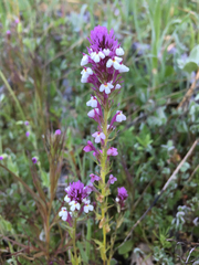 Castilleja densiflora gracilis