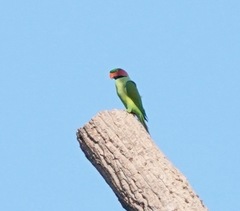 Psittacula longicauda