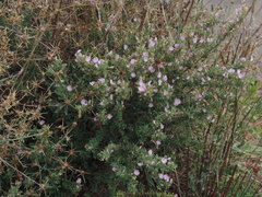 Ononis spinosa spinosa