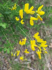Cytisophyllum sessilifolium