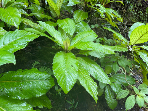 Cyrtandra confertiflora observed 2026-05-15