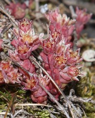 Sedum atratum