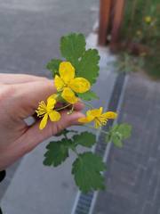 Chelidonium majus