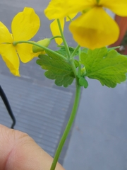 Chelidonium majus